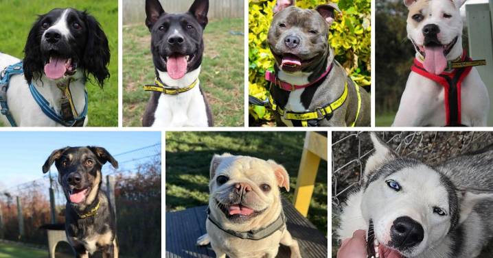 Seven dogs searching for homes at Darlington Dogs Trust