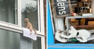 80 Times People’s Days Were Made By Kitties Sitting By The Window (New Pics)