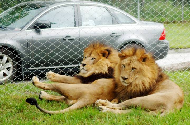 Lion Country Safari sold to Larry Ellison Foundation; park operations to remain the same