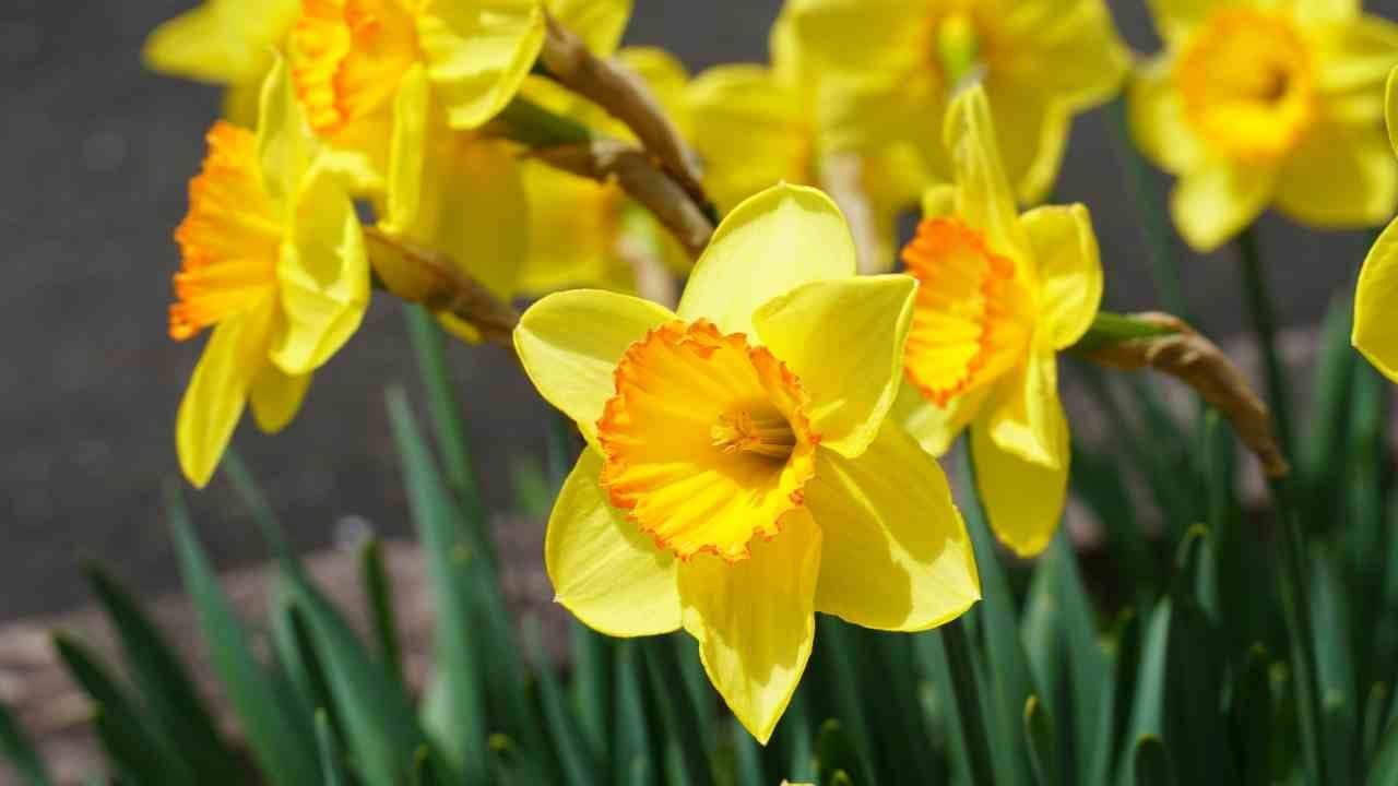 5 plantas que, cuando florecen, te dejan sin aliento