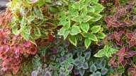Get A Jump On Your Spring Landscape By Propagating Coleus Now