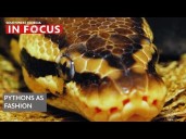 The newest fashion trend: a Burmese python couture