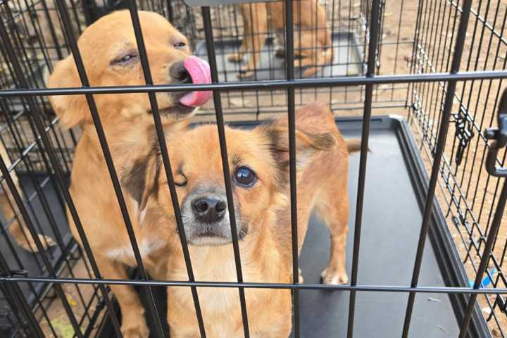 Charges filed against suspect in Llano dog hoarding case