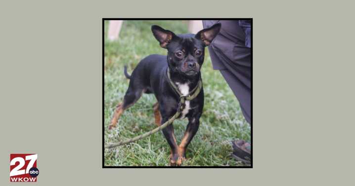 Pet of the Week: Meet Brasko!