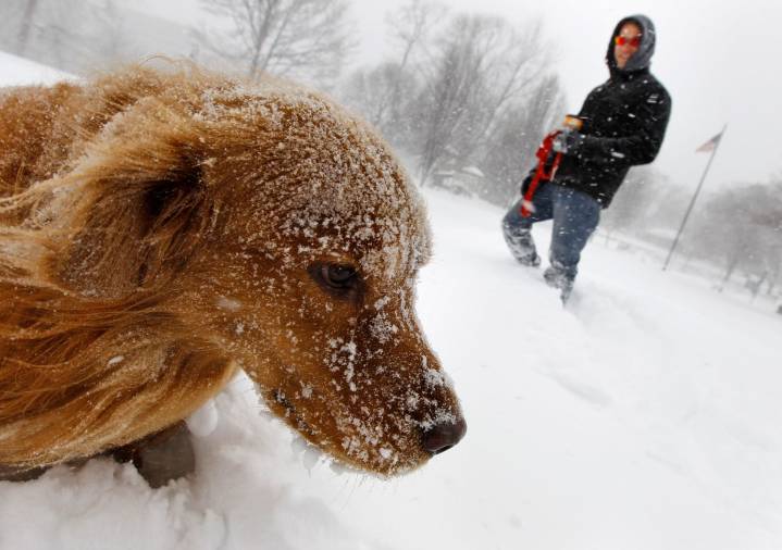 Cómo proteger a tu mascota del frío: consejos para un invierno seguro