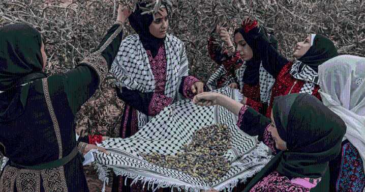 Palestine’s olives: A visual guide to the annual harvest and traditions