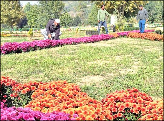 Asia’s largest Chrysanthemum garden blooms in Kashmir