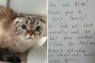 Cat Left Outside Shelter With $60 and a Note—Then Staff Read What It Says