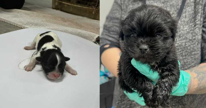 55 dogs seized, woman arrested in Lafayette Co. animal neglect case