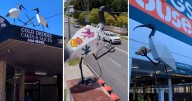 Brisbane's bin chicken sculptures: A quirky local legend