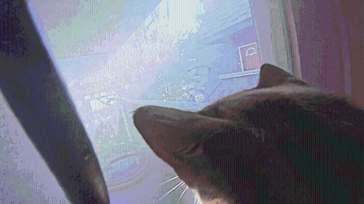 Dramatic video shows Orange County firefighters rescue cats from burning building