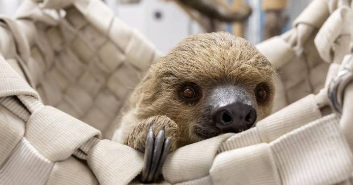 Meet Shedd Aquarium's new two