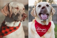 Dog Diagnosed with Cancer, Has Jaw Removed After Owners Notice Bad Breath Exclusive