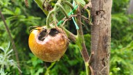 Don't Confuse This Tomato Plant Disease For Blight