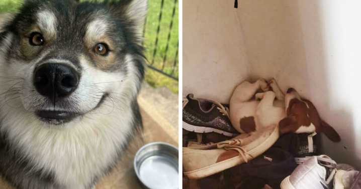 127 Photos That Prove Dogs Make Our Lives Better (New Pics)