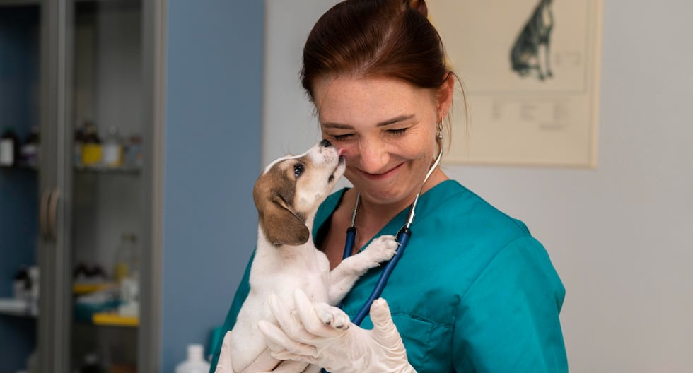 Conoce las enfermedades que pueden transmitir las mascotas y cómo prevenirlas