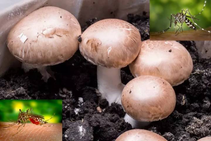 Hongo modificado genéticamente logra eliminar el 100% de los mosquitos: una alternativa contra las enfermedades -