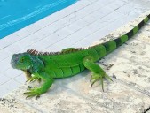 Cash For Critters: Florida Makes It Easier To Collect, Ship Invasive Green Iguanas Out Of State