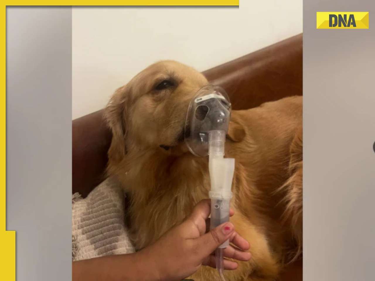 Viral Reddit photo shows Golden Retriever using a nebuliser as Delhi AQI worsens