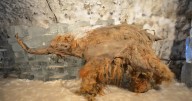 Hallan el ARN más antiguo del mundo en un mamut lanudo que vivió durante la Edad de Hielo