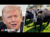 Cattle ranchers push back on Trump's plan to increase beef imports from Argentina