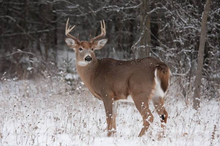 Deer gun season opens tomorrow across North Dakota