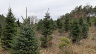 Christmas tree farmers forced to adapt to climate change and affordability crisis