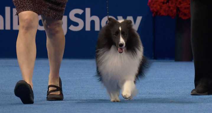 Belton-bred Shetland Sheepdog competed on Thanksgiving Day at Purina National Dog Show
