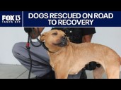 Dogs rescued after Florida animal cruelty case on the mend