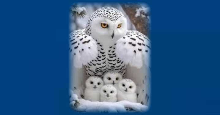 Obituary: Debra Rose (Palmer) Klingerman