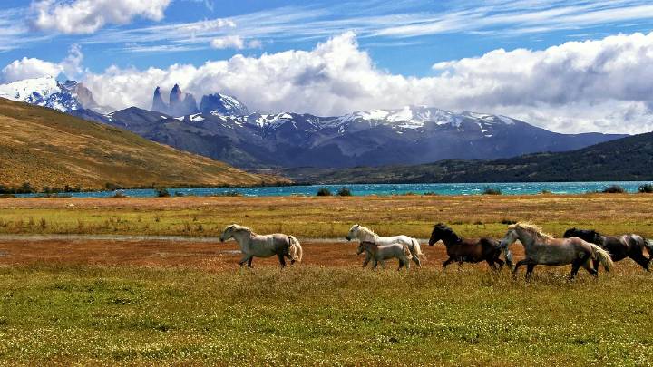 Viaje a la Patagonia chilena: guanacos, glaciares y rutas ecuestres en Torres del Paine