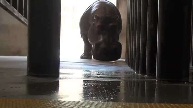 ABQ BioPark's hippo, Moe, dies at 52