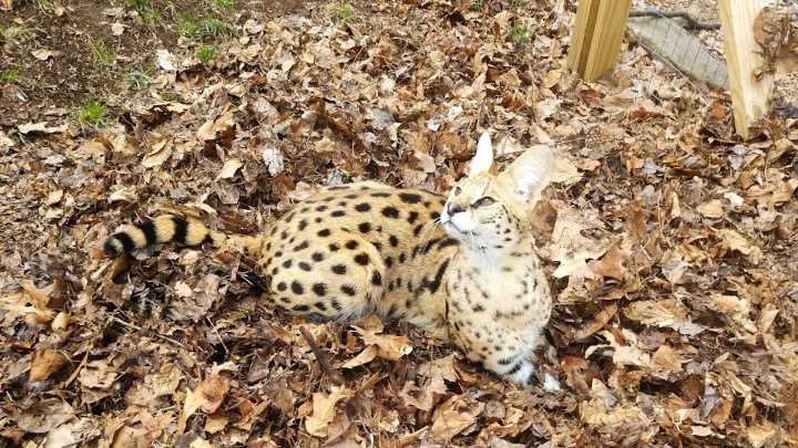 African cats escape storm-damaged pen in western Berks, wildlife center says