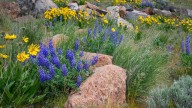 11 Native Flowering Plants That Thrive In Dry Climates