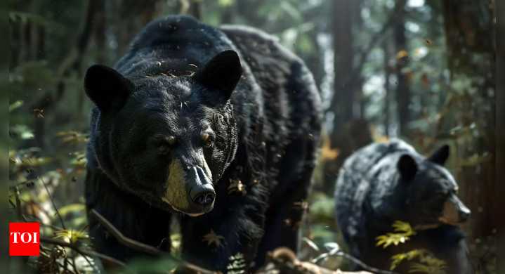 Man vs wild: Japan deploys military to combat deadly bear attack - Why climate change could be the reason