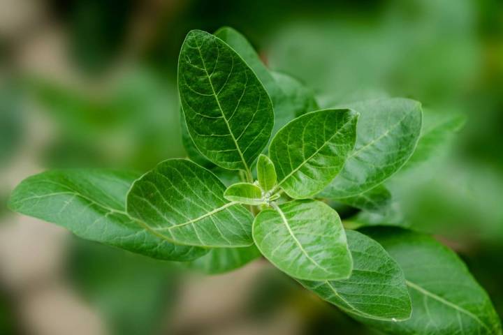 Sus beneficios. Cuáles son las propiedades curativas del ashwagandha, la hierba medicinal para combatir el estrés