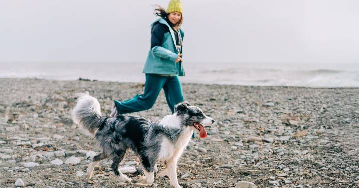 Dogs owners urged to stick to 11am to 3pm rule