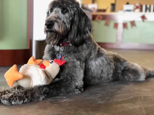 Until his final days, Brutus earned his title of KC’s “Best Shop Pet” at Three Dog Bakery