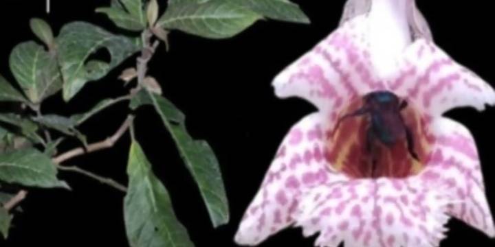 Descubren cuatro nuevas especies de plantas en la reserva Oxapampa-Asháninka-Yanesha, en los bosques montanos de Pasco