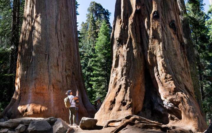Spend time in the presence of California’s awe-inspiring giant sequoias – Hartford Courant