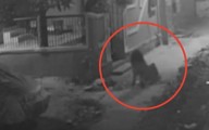 VIDEO ESPELUZNANTE: Captan supuesto nahual caminando por las calles de Veracruz