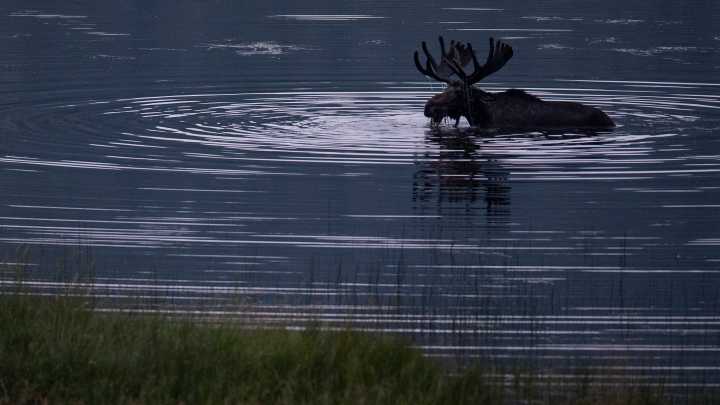 Nonprofit seeks volunteers for moose study on Isle Royale. How to volunteer