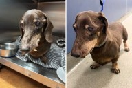 16-year-old dog left at shelter—staff can't believe what microchip reveals