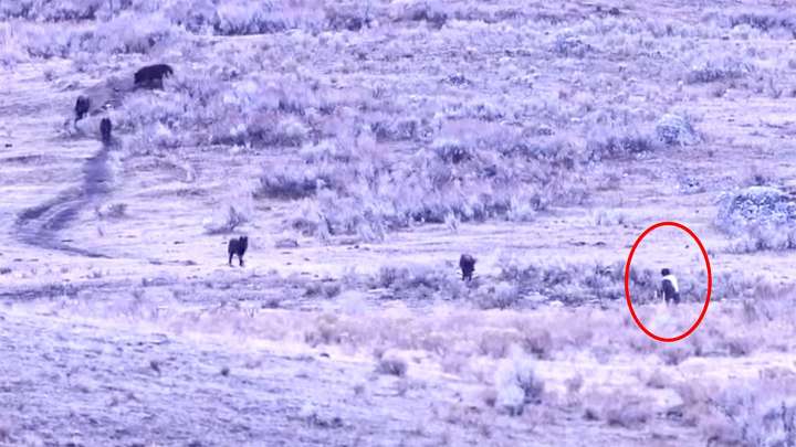'This Could End Really Badly For That Guy': Man Foolishly Taunts Yellowstone Wolves