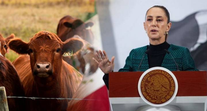 ‘Todavía no hay fecha’, admite Sheinbaum sobre reapertura de frontera para exportación de ganado a EEUU