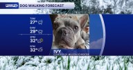 Black Friday Dog Walking Forecast: Snow-filled and frigid for many