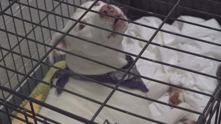 Sevier County Animal Shelter extends closure after new parvovirus case discovered