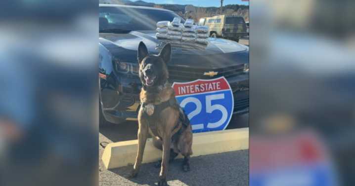 Police K9 in Colorado helps sniff out 26 pounds of cocaine along I
