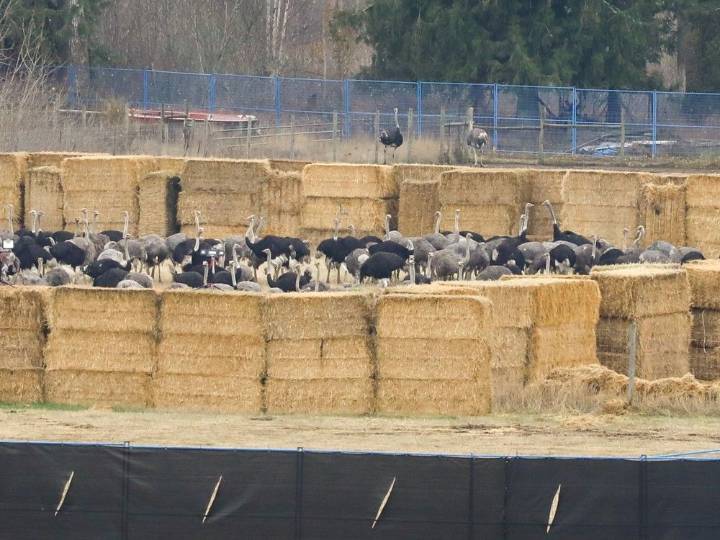 Farmgate: Ostrich farms shows disease control is hard, but necessary