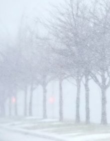 Fenómeno inusual de frío extremo sorprende a Estados Unidos: nieve, viento y caídas de iguanas en Florida
